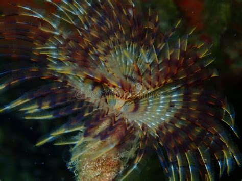 Fanworm: Diese faszinierende Meereswurmt art schmiegt sich an Felsen und zeigt ein buntes Federkleid!