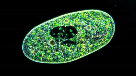  Paramecium: Ein winziges Lebewesen mit unglaublichen Fähigkeiten und einem unbändigen Appetit!