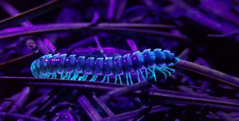  A Millipede! This Gentle Giant With a Thousand Legs Loves Munching on Decaying Matter