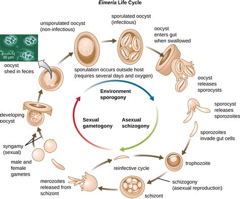  Apicomplexa: Eine Reise durch den Körper eines anderen Lebewesens!