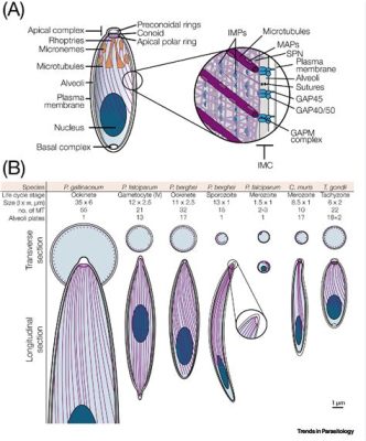 Apicomplexa: Ein mikroskopisches Meisterwerk der Parasitenwelt!