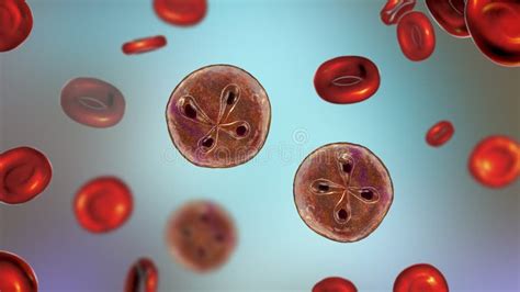  Babesia! Ein unsichtbarer Plagegeist mit Vorliebe für rote Blutkörperchen