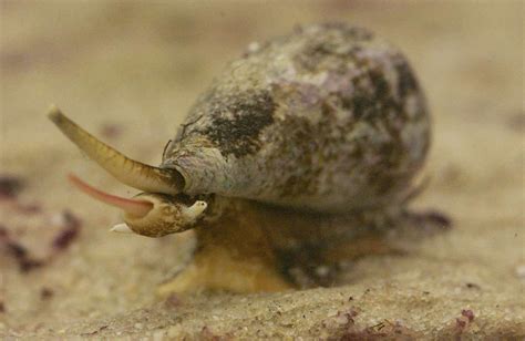  Cone Snail! A Master of Venomous Beauty Lurking Beneath Tropical Waves