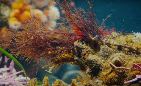  Der Digenia: Ein Meister der Tarnung im Meeresaquarium!