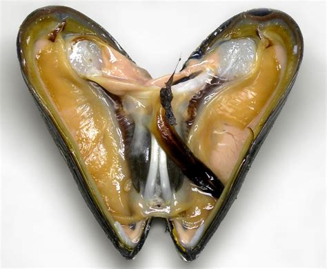  Edible Mussel: Ein faszinierendes Zweiventiltier mit eleganter Filterfütterung und bemerkenswerten Fortpflanzungstaktiken!