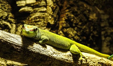  Eidechse - Welche faszinierenden Anpassungen ermöglichen es diesen Reptilien, sich in so vielen verschiedenen Lebensräumen zu behaupten?