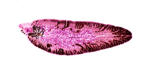  Fasciola hepatica: Ein Meister der Tarnung und Parasit der Weidetiere!