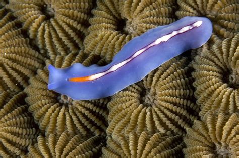  Flatworms! Ein faszinierendes Geschöpf mit einer erstaunlichen Anzahl von Beinen und einer Vorliebe für faule Blätter