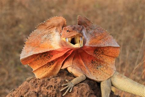  Frilled-Necked Lizard: Dieses Echse mit einem extravaganten Kragen kann seinen Kopf wie ein Sonnenschirm öffnen!