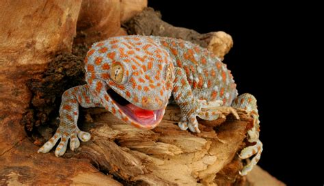  Geckos: Echsen mit Superkräften oder doch nur clevere Anpassungen an die Umgebung?