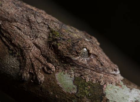  Geckos: Meister der Tarnung und flinke Jäger der Nacht!