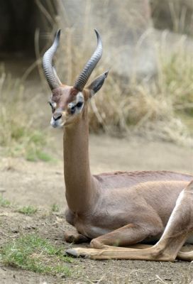  Gerenuk! Ein faszinierendes Tier mit langen Beinen, das seine Nahrung weit oben sucht!