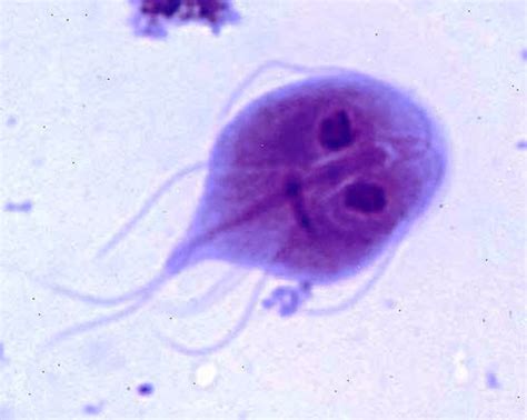  Giardia! Ein mikroskopischer Meister der Anpassung und ein unliebsamer Gast im Darm