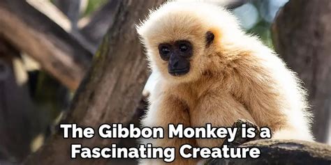  Gibbon: Eine faszinierende Kreatur mit schwingenden Bewegungen und melodischen Gesangs!