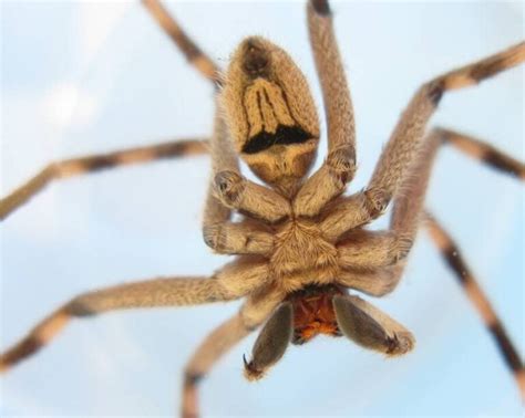  Huntsman Spider: Eine Meisterin der Tarnung und blitzschnelle Jägerin im Schatten!