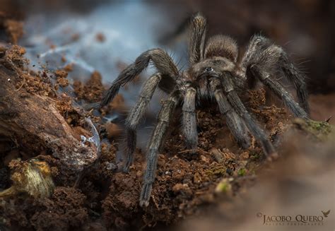  Ischnocolus! Diese faszinierende Vogelspinne, eine Meisterin der Tarnung im Schatten