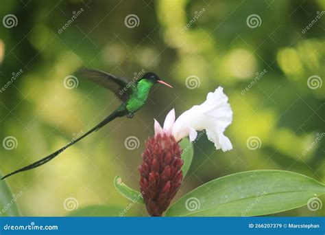  Jamaikanischer Kolibri! Ein Vogel mit einem Herzen, das schneller schlägt als ein Samba-Rhythmus