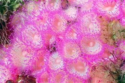  Jewelled Anemone:  Ein faszinierendes Unterwasserjuwel, das wie ein pulsierender Teppich auf dem Meeresboden wohnt und sich mit seinen giftigen Tentakeln vor Angreifern schützt!