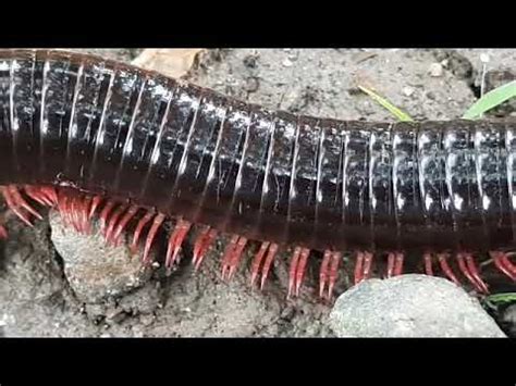  Juliform Millipede: This Unassuming Creature With A Thousand Legs Will Blow Your Mind!