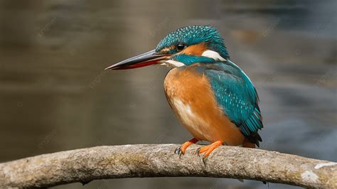  Kingfisher! Ein Prachtvogel mit schillerndem Gefieder und blitzschnellem Flug