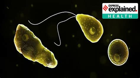  Naegleria: Ein unscheinbarer Allesfresser im Süßwasser!