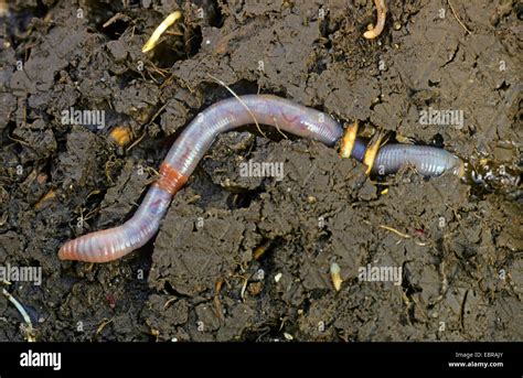  Ocean Wanderer: A Worm that Digs its Way Through Life!