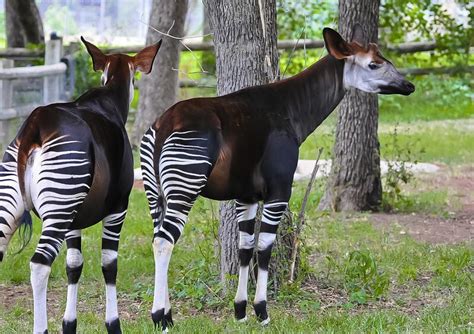  Okapi – Eine Mischung aus Zebrastreifen und Giraffenhals: Wer hätte gedacht, dass so eine komische Kombination möglich ist?