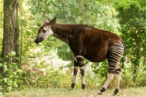  Okapi! Ein scheues Waldtier mit Zebrastreifen – Wie lebt das seltene Säugetier im Herzen Afrikas?