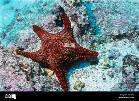 Orange-Faced Cushion Star! A Miniature Underwater Sunbathing Pillow With Remarkably Regenerative Capabilities.