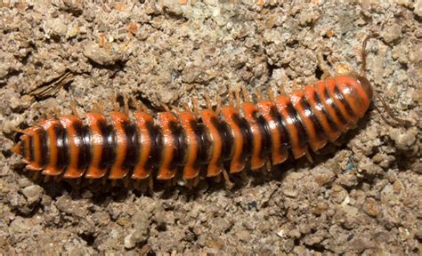  Orange Millipede:  A Tiny Orange Treasure Trove that Crawls Beneath the Earth's Surface!