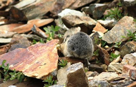  Pika! Diese flinken Gesellen mit einem unerschütterlichen Instinkt für die Höhlenforschung und ihre Vorliebe für saftige Wiesenkräuter