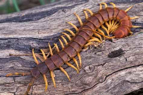  Queensland Millipede: Erkunden Sie die faszinierende Welt von Tausendfüßlern mit einer einzigartigen Anzahl von Beinen!