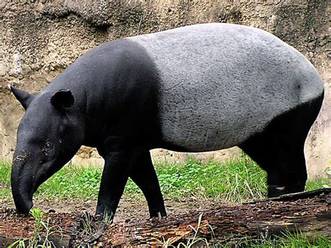  Tapir! Der tapfere Vegetarier der tropischen Wälder!