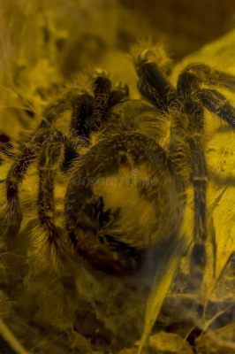  Tarantulas: Spinniges Wunderwerk der Natur und Meister des heimlichen Überfalls!