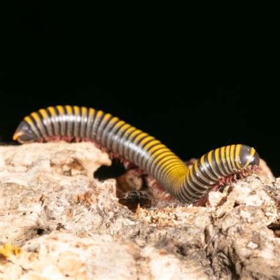  Tasmanian Millipede: Ein Meister des Versteckspiels mit Tausend Beinen und einem unwiderstehlichen Charme!