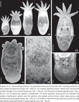 Temnocephalida: Parasiten, die ihre Wirte wie ein Liebesbrief umarmen!