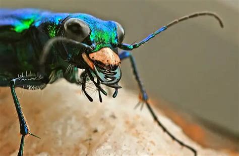  Tigerkäfer: Welche faszinierenden Tarnungstechniken setzt diese faszinierende Insektenart ein?