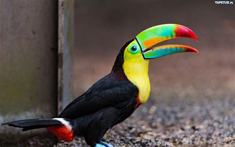  Tukan! Ein Vogel mit farbenprächtigem Schnabel und bemerkenswerter Sozialstruktur