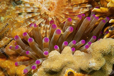  Ulcerated Sea Pen: An Underwater Feather Duster With Tentacles That Can Taste?!