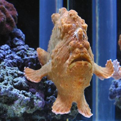  Umbrellablessing! Ein seltsamer Fisch mit einem außergewöhnlich eleganten Namen