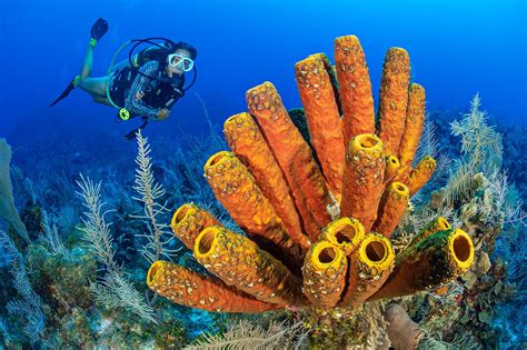  Uneven-Sized Ulosa:  A Deep Dive into This Colorful Sponge's Unusual Lifestyle!