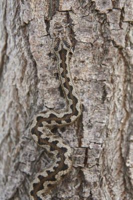  Vipera! Ein Schleichender Meister der Tarnung und das Unverzichtbare Element für die Biodiversität