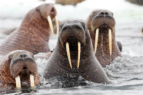  Walrus! Ein pelziges Meeressäugetier mit einem beeindruckenden Rüssel und einem ausgeprägten Jagdinstinkt