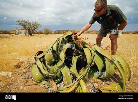  Welwitschia mirabilis: Ein geheimnisvoller Lebewesen mit Tentakeln!