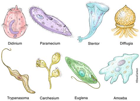  Xenosporidium! Ein faszinierender Mikrokosmos aus Wimpern und Parasitismus