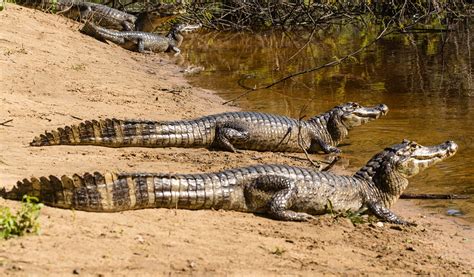 Yacare-Kaiman:  Ein faszinierendes Reptil mit Panzerung und einem Hang zu Sonnenbaden!