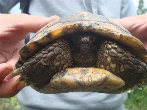  Zimmermannschildkröte –  Eine leise aber faszinierende Meisterin der Tarnung!