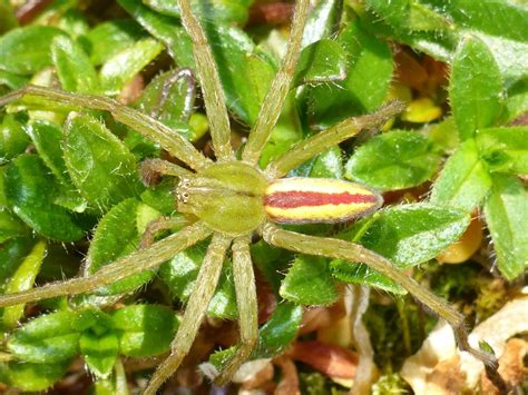  Zwergspinne: Erforschen Sie die Miniaturwelt eines flinken Jäger in der Dunkelheit!